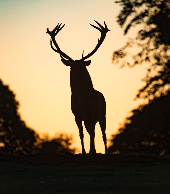 stag